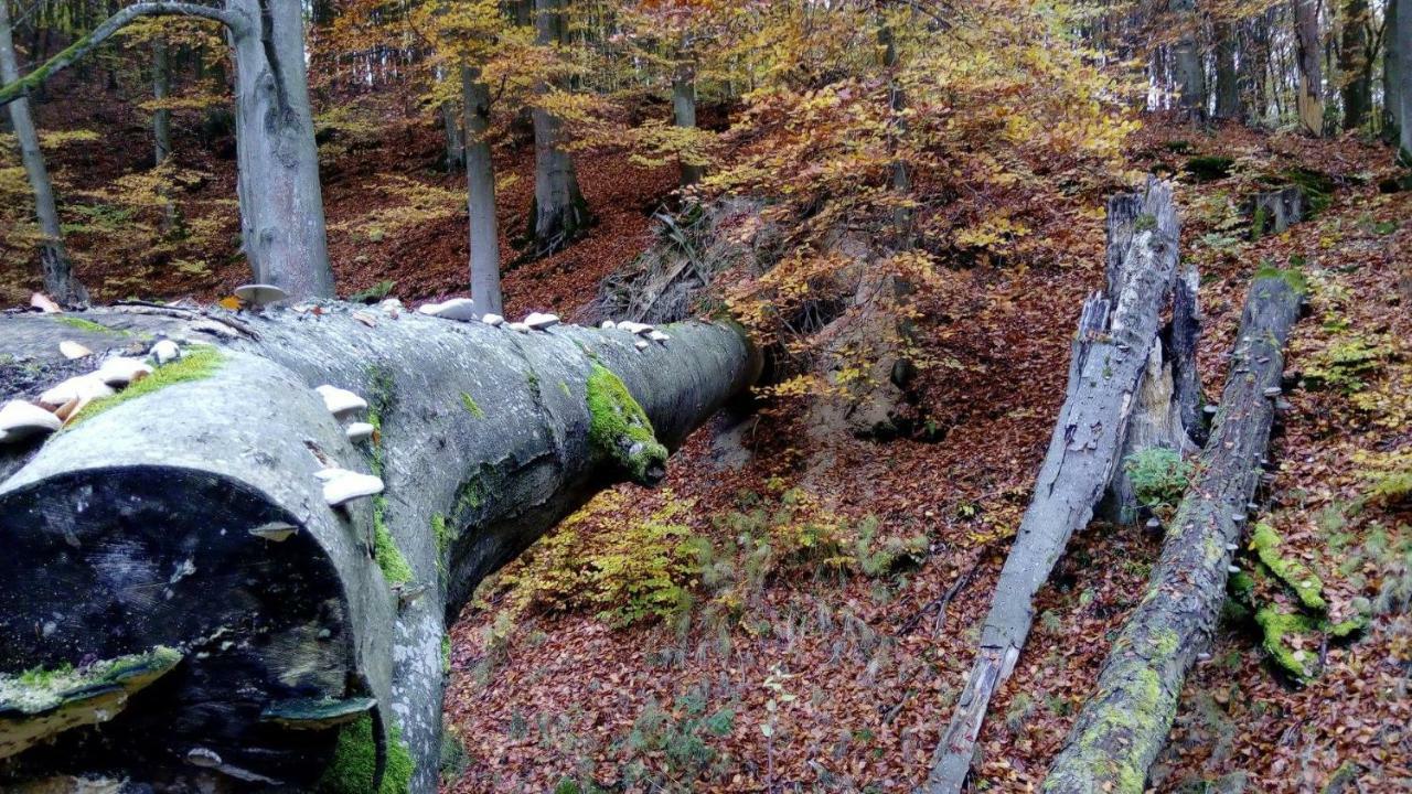 Вилла Bobrowa Przystan Czechyn Экстерьер фото